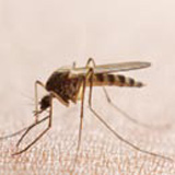 Zanzara Comune (Culex pipiens)